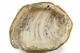 Petrified Wood (Tropical Hardwood) Bowl - Indonesia #357355-1